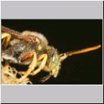 Nomada lathburiana - Wespenbiene m15.jpg
